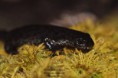 /album/amphibiens/ichtyosaura-alpestris-1-jpg/
